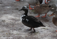 Anas platyrhynchos domesticus