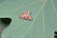Cosmia diffinis