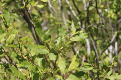 Salix kuznetzowii