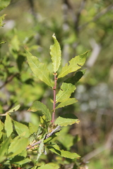 Salix kuznetzowii