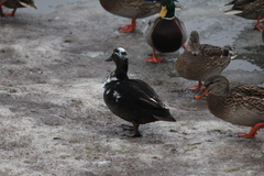 Anas platyrhynchos domesticus