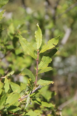 Salix kuznetzowii
