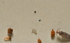 Collembola