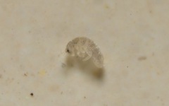 Collembola