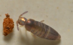 Lepidocyrtinae