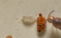 Collembola