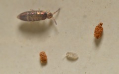 Lepidocyrtinae