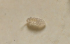 Collembola