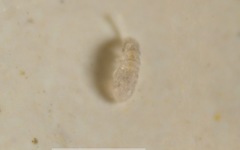 Collembola