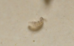 Collembola