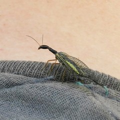 Dichrostigma flavipes