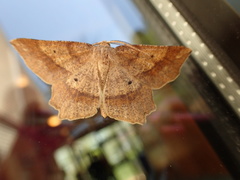 Euchlaena pectinaria