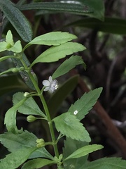 Scoparia dulcis