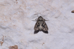 Dryobotodes tenebrosa