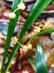 Bisboeckelera microcephala