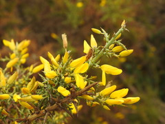 Ulex argenteus subsericeus