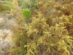 Ulex argenteus subsericeus