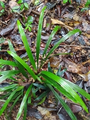Bisboeckelera microcephala
