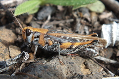 Calliptamus plebeius