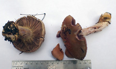 Cortinarius atkinsonianus