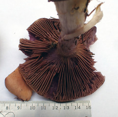 Cortinarius atkinsonianus