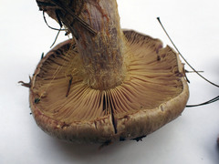 Cortinarius atkinsonianus