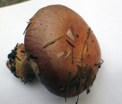 Cortinarius atkinsonianus