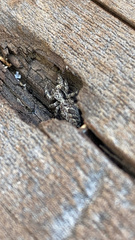Platycryptus