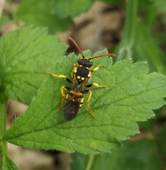 Nomada succincta