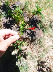 Dicliptera squarrosa