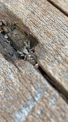 Platycryptus