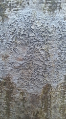 Graphis pulverulenta