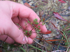 Hypericum brachyphyllum