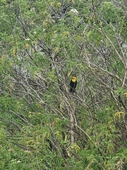 Chrysomus icterocephalus bogotensis