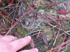 Hypericum brachyphyllum