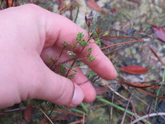 Hypericum brachyphyllum
