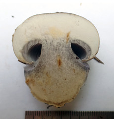 Cortinarius caerulescens