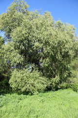 Salix excelsa