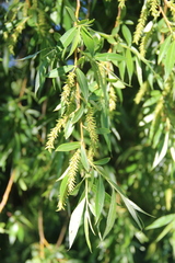 Salix excelsa
