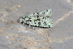 Griposia aprilina