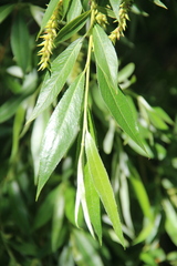 Salix excelsa
