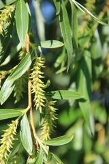 Salix excelsa