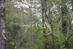 Salix schwerinii