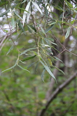 Salix schwerinii