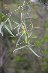 Salix schwerinii