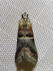 Acrobasis demotella