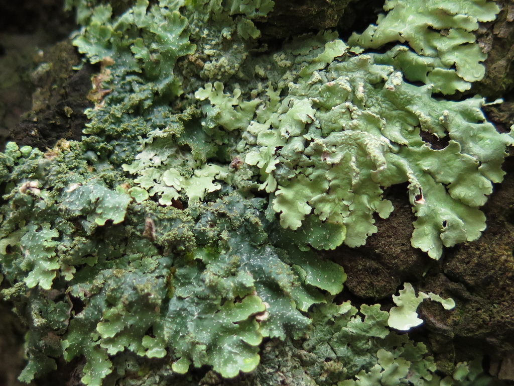 Punctelia subpraesignis