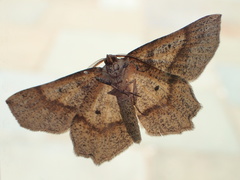 Euchlaena pectinaria