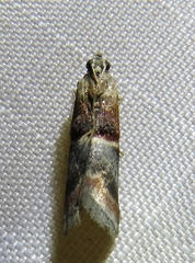 Acrobasis demotella