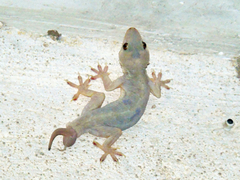 Hemidactylus flaviviridis
